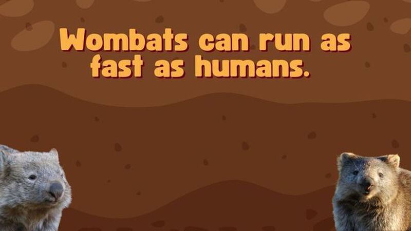 Wonderful Wombat Trivia